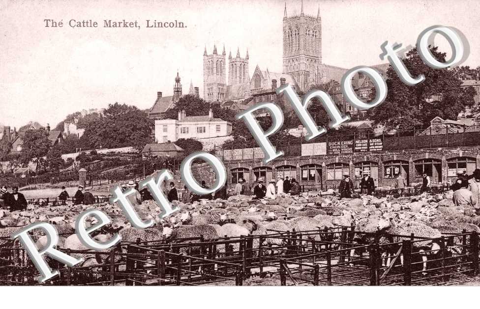 the Cattle Market