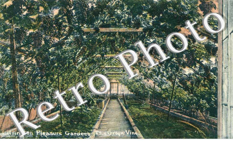 Litlington pleasure gardens "the Grape Vine"