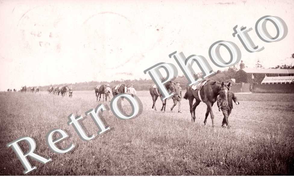 Horses