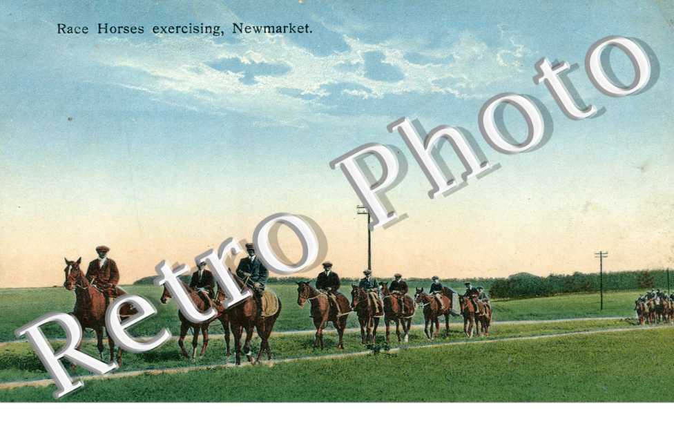 Race Horses exercising