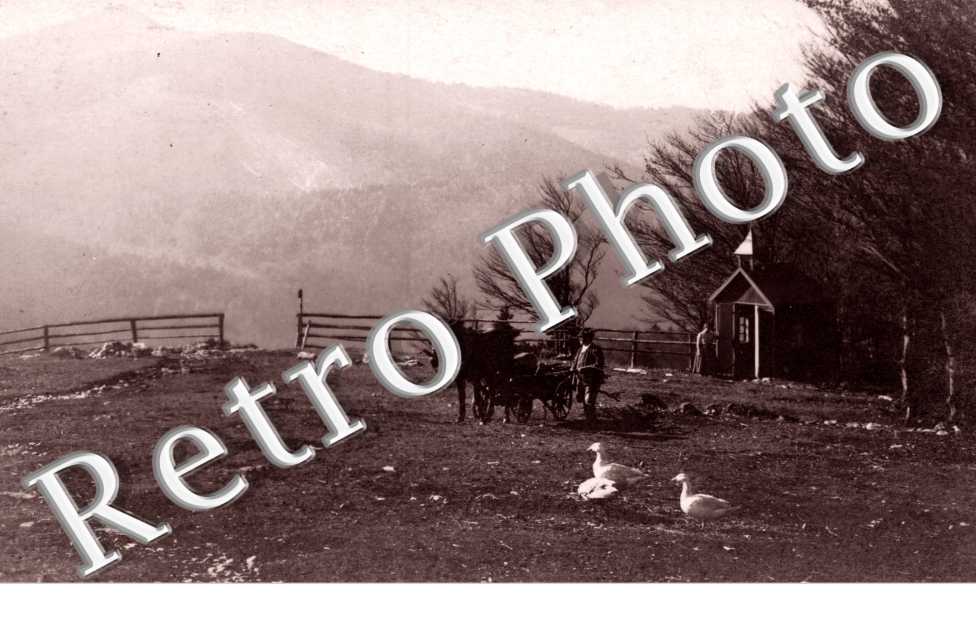 Vue d&#039;un cheval attele et des oies