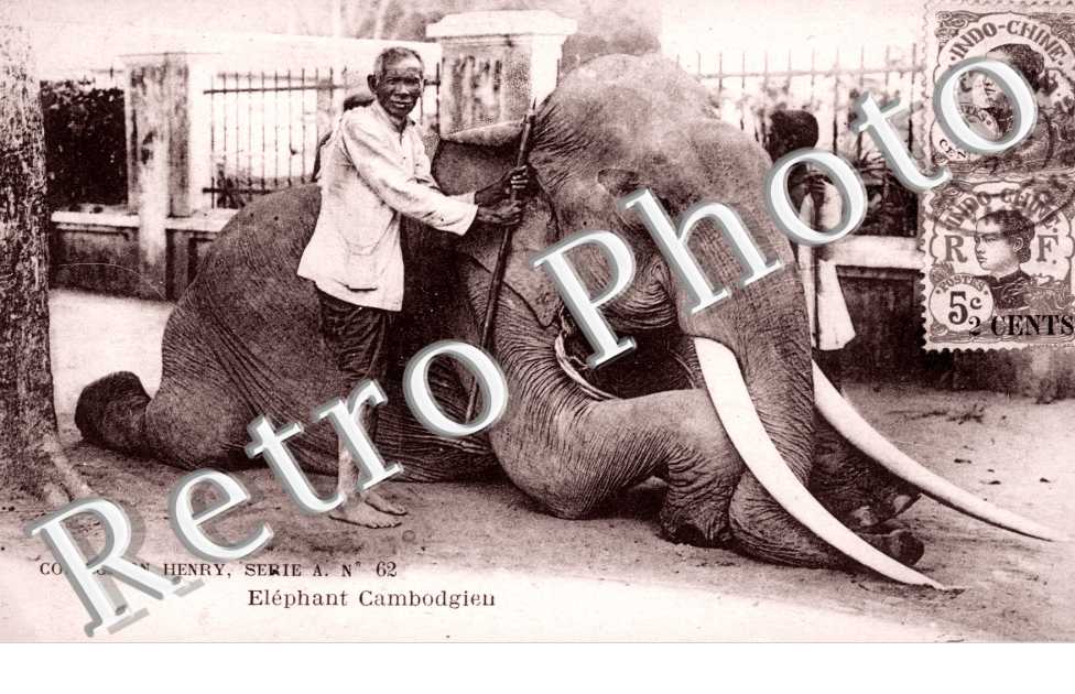 Elephant Cambodgien