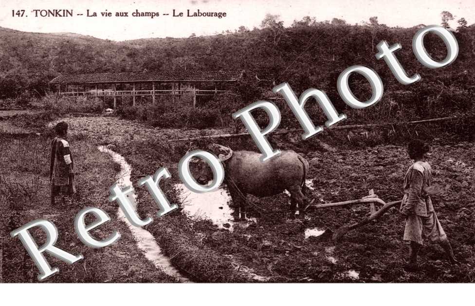 Tonkin, la Vie aux champs, le Labourage