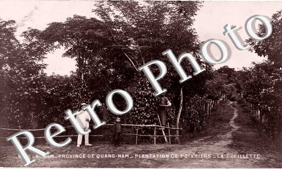 Plantations de Poivriers, la Cueillette
