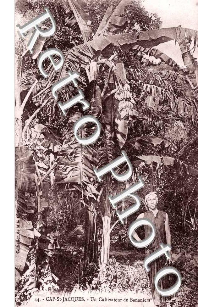 Un Cultivateur de Bananiers
