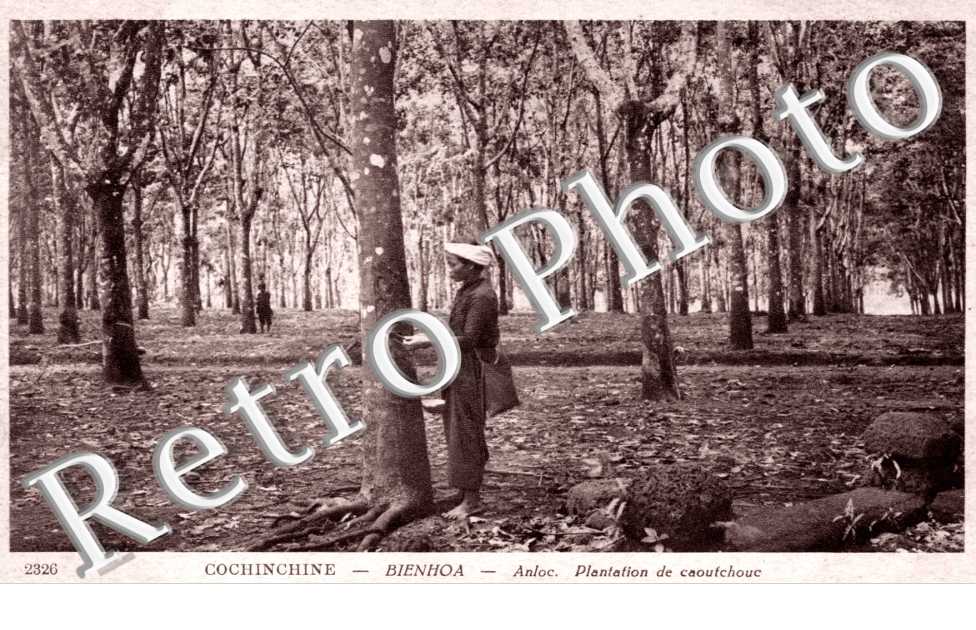 Plantation de caoutchouc