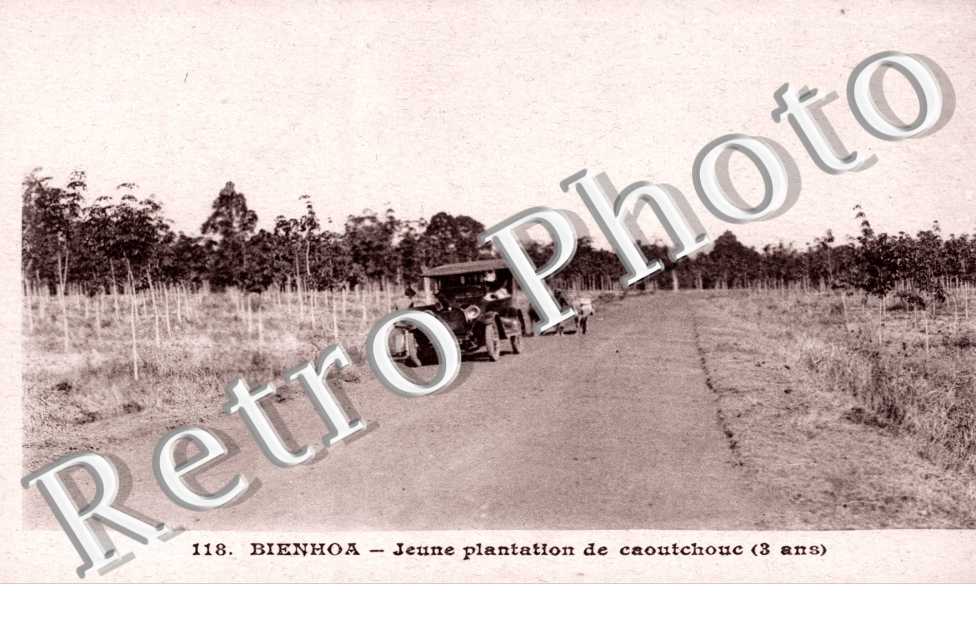 Jeune plantation de caoutchouc