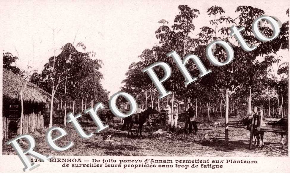 De jolis poneys d'Annam permettent aux planteurs de surveiller leurs proprietes sans trop de fatigue