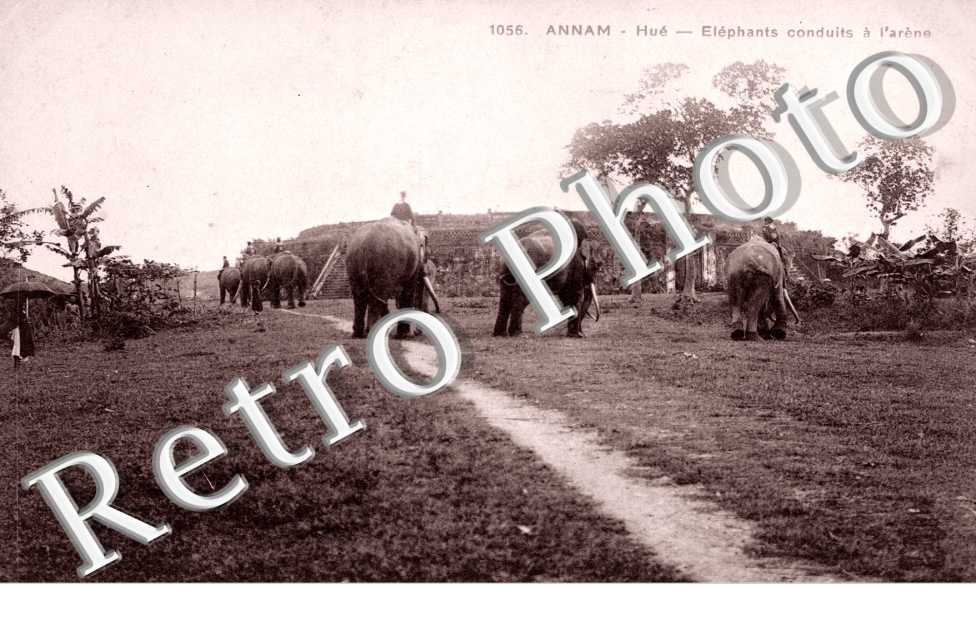 Annam, Elephants conduits l'arene