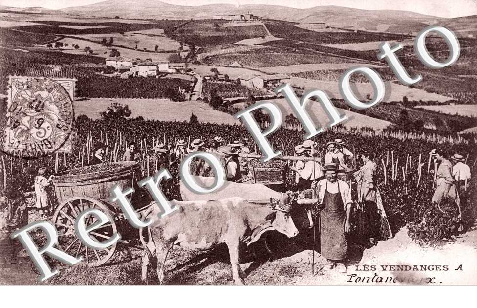 les vendanges