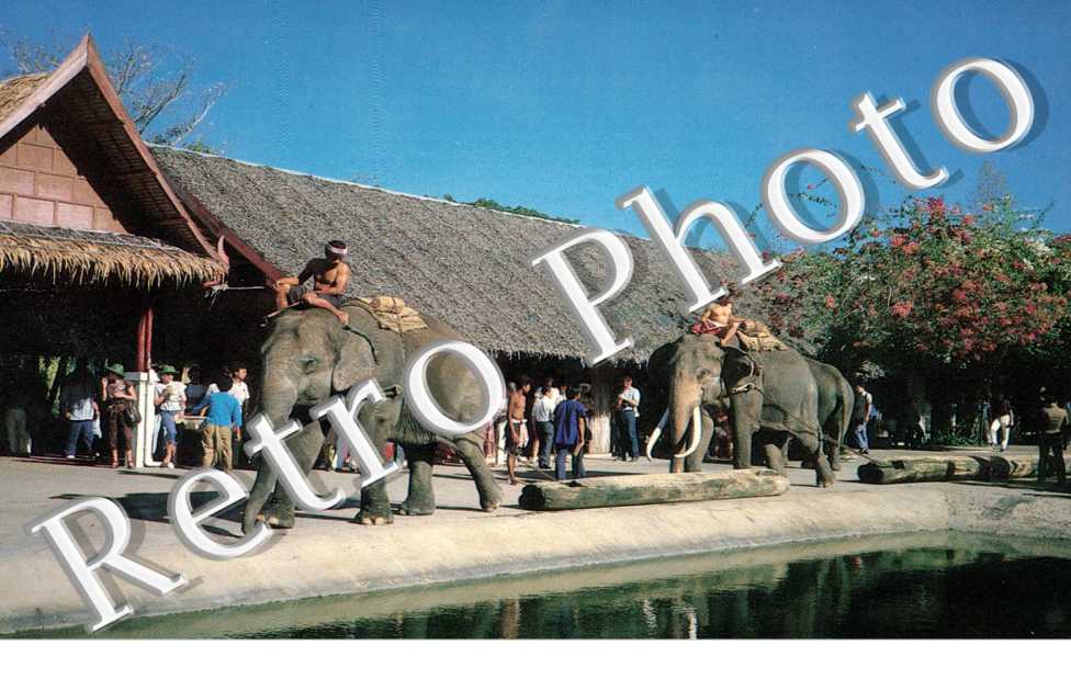 The elephants show working