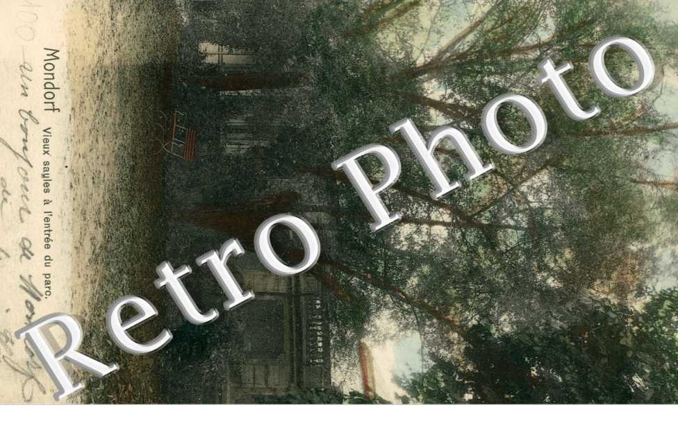 Vieux saules a l&#039;entree du parc