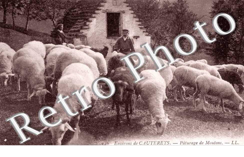 Purage de Moutons