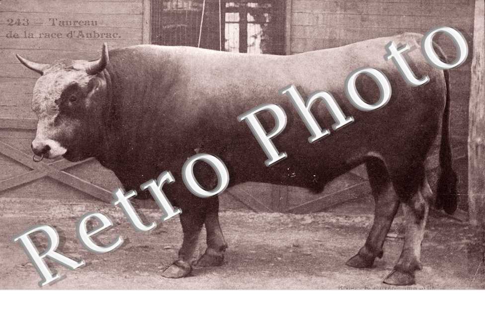 Taureau de la race d&#039;Aubrac