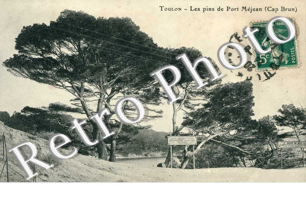 les pins de Port Mejean Cap Brun