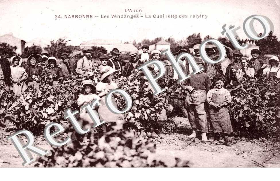 les vendanges - la cuillette des raisins