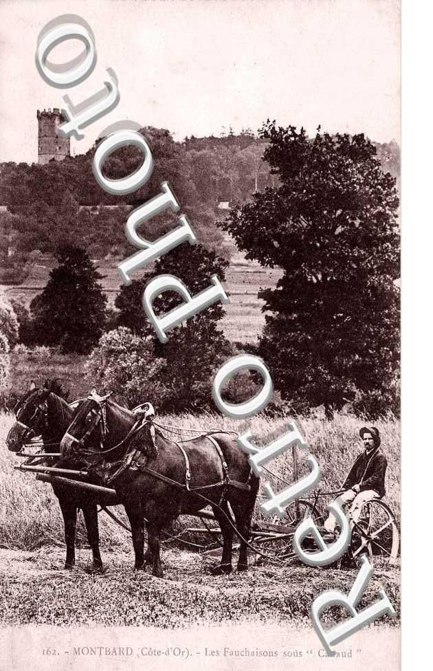 les fauchaisons sous Canaud (attelage agricole)