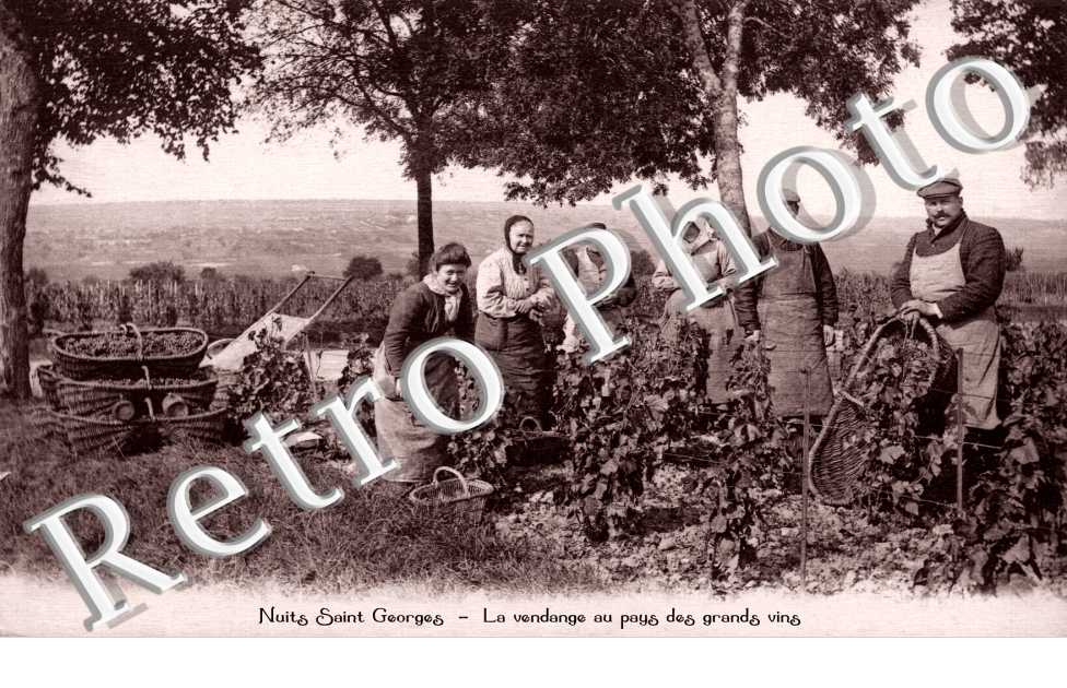 la vendange au pays des grands vins