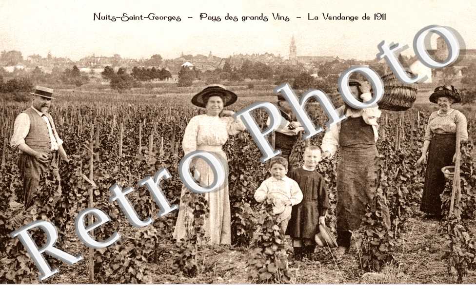 la vendange de 1911