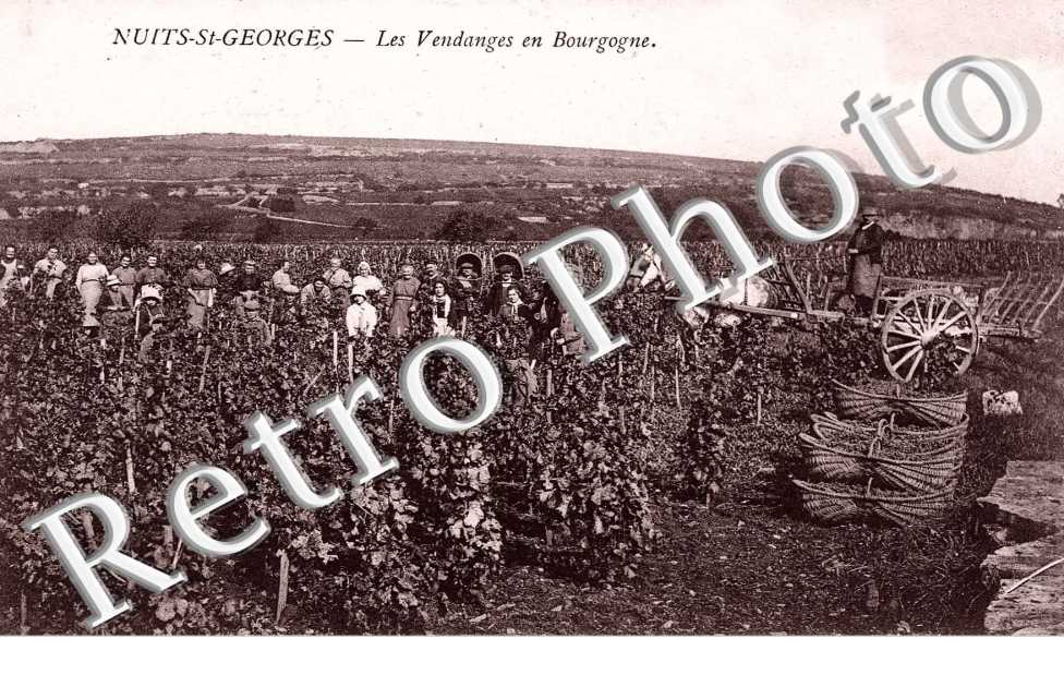 les Vendanges en Bourgogne