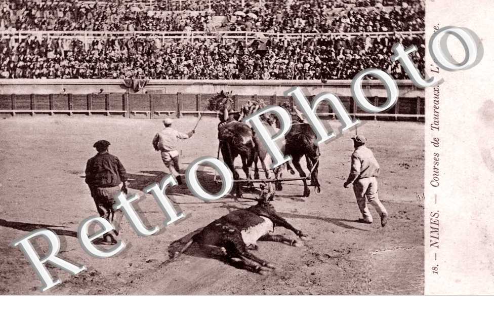 Course de Taureaux - l'arrastre