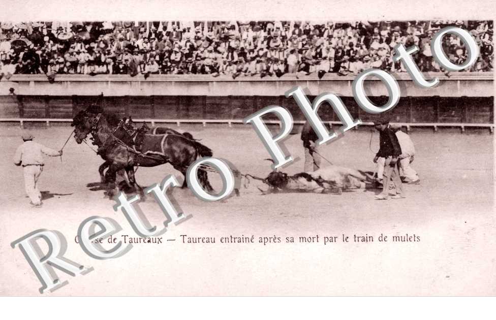 Courses de Taureaux - Toreau entrainapr la mort