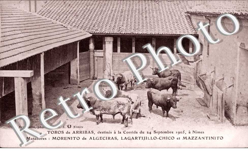 Toros de Arribas destines a la corrida