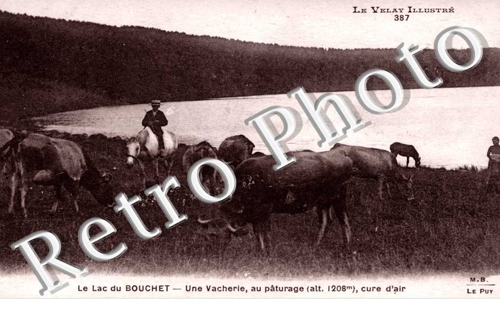 Une Vacherie au paturage