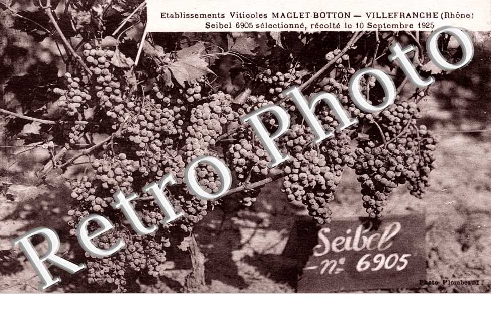 Etablissement Viticole Maclet-Botton