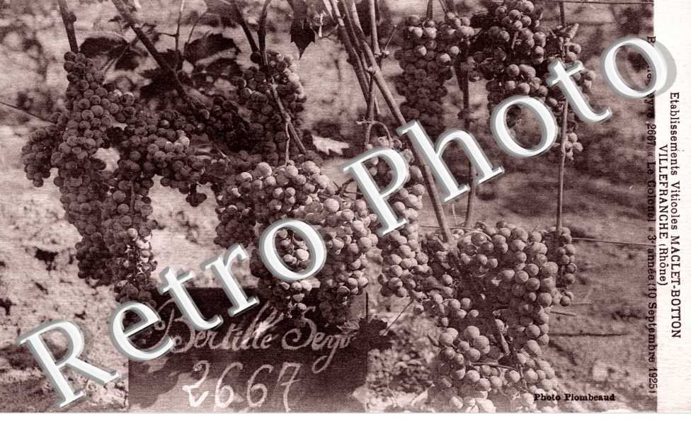 Etablissement Viticole Maclet-Botton