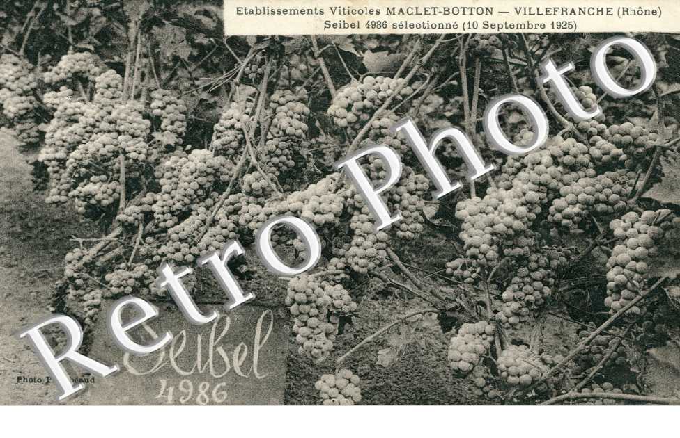 Etablissement Viticole Maclet-Botton