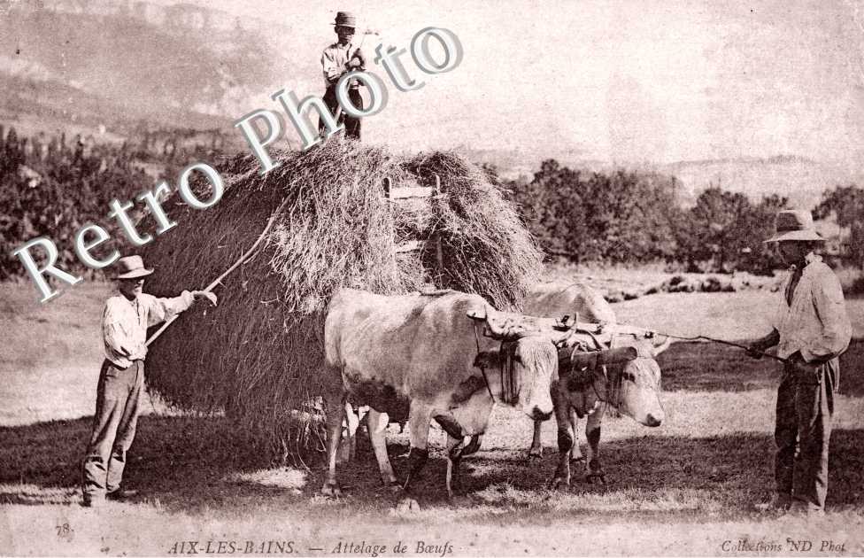 Attelage de Boeufs