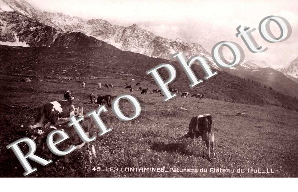 Paturage du plateau du Trut