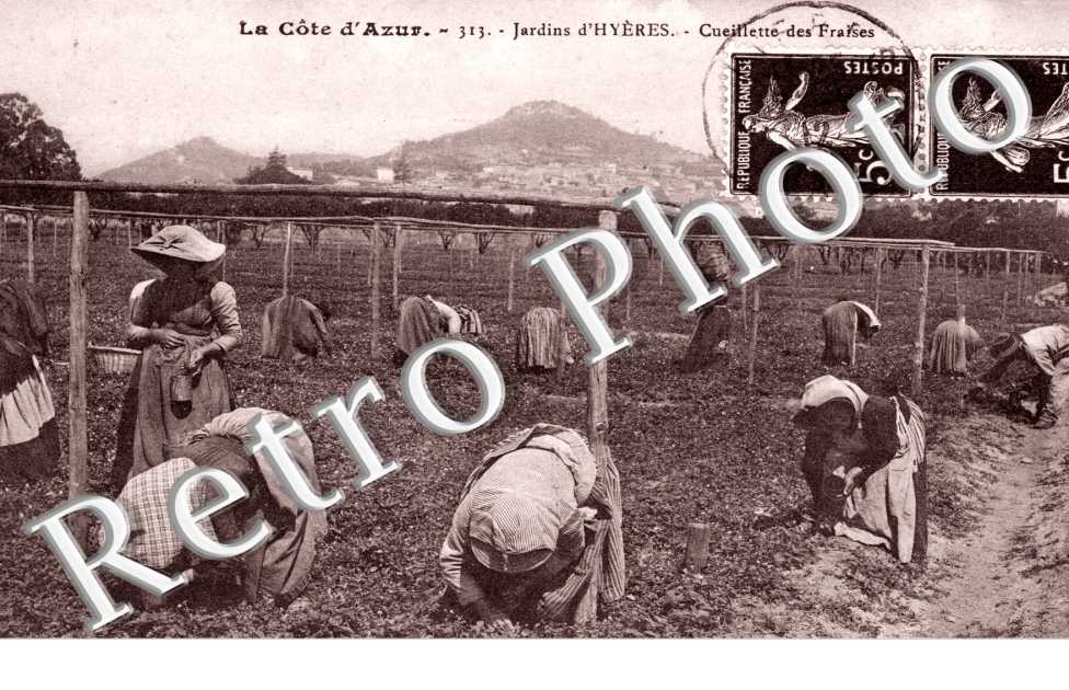 Cueilette des Fraises