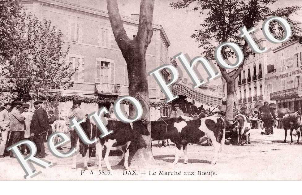 le Marche aux boeufs (animaux)