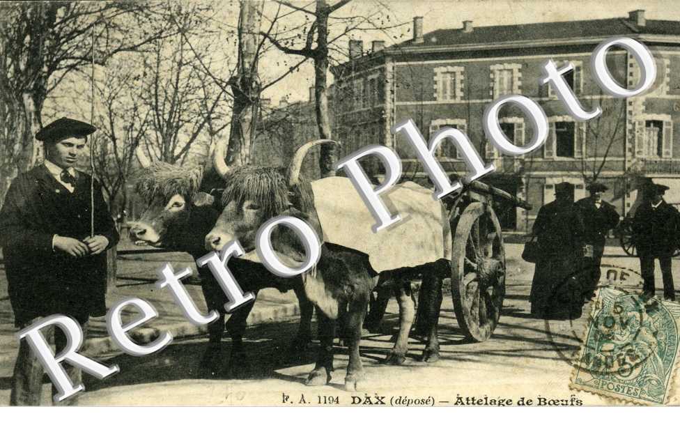 Attelage de boeufs