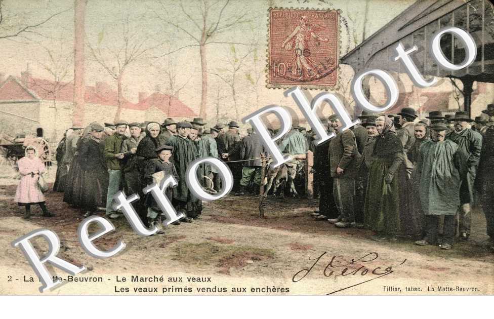 Le Marche aux Veaux, les veaux primes vendus aux encheres