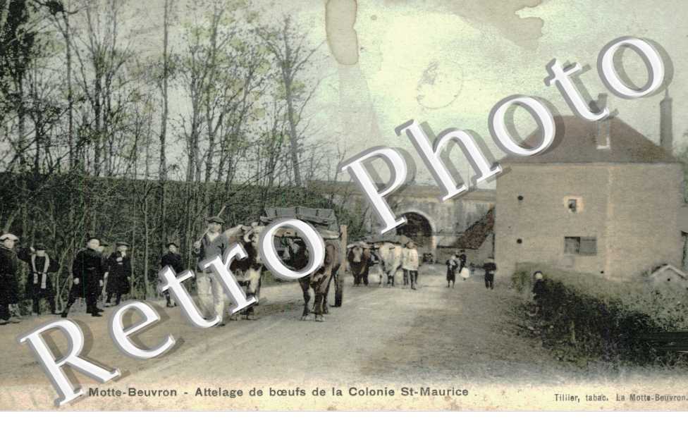 attelage de boeufs de la colonie Saint Maurice