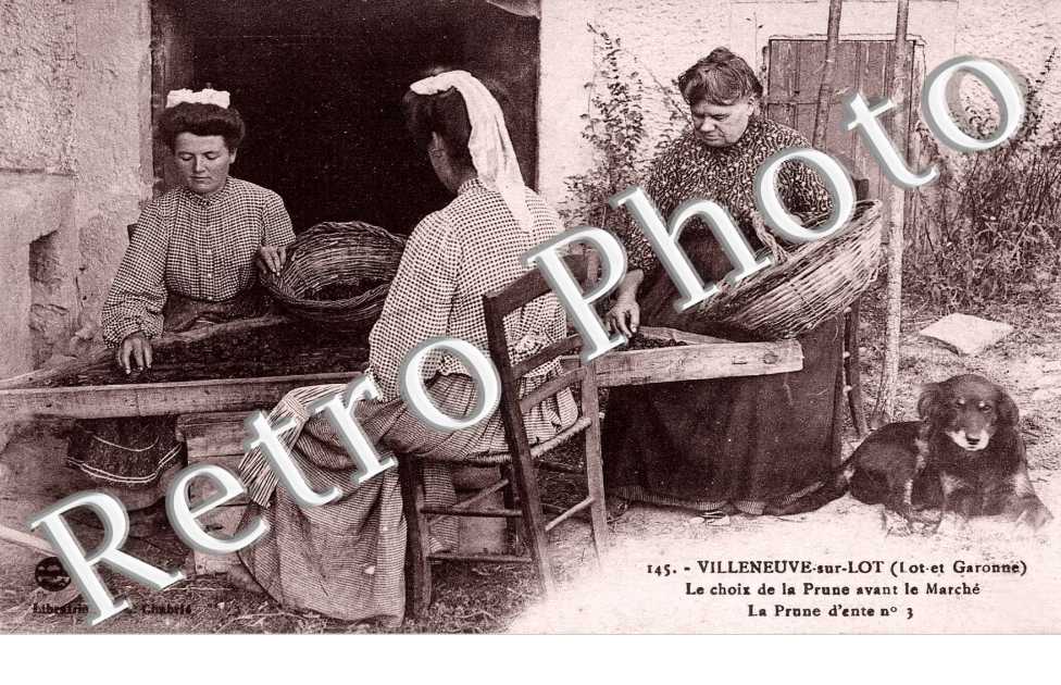 le Choix de la Prune avant le Marche - La Prune d&#039;ente n°3