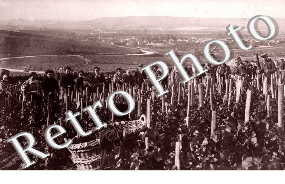 Les Vendanges