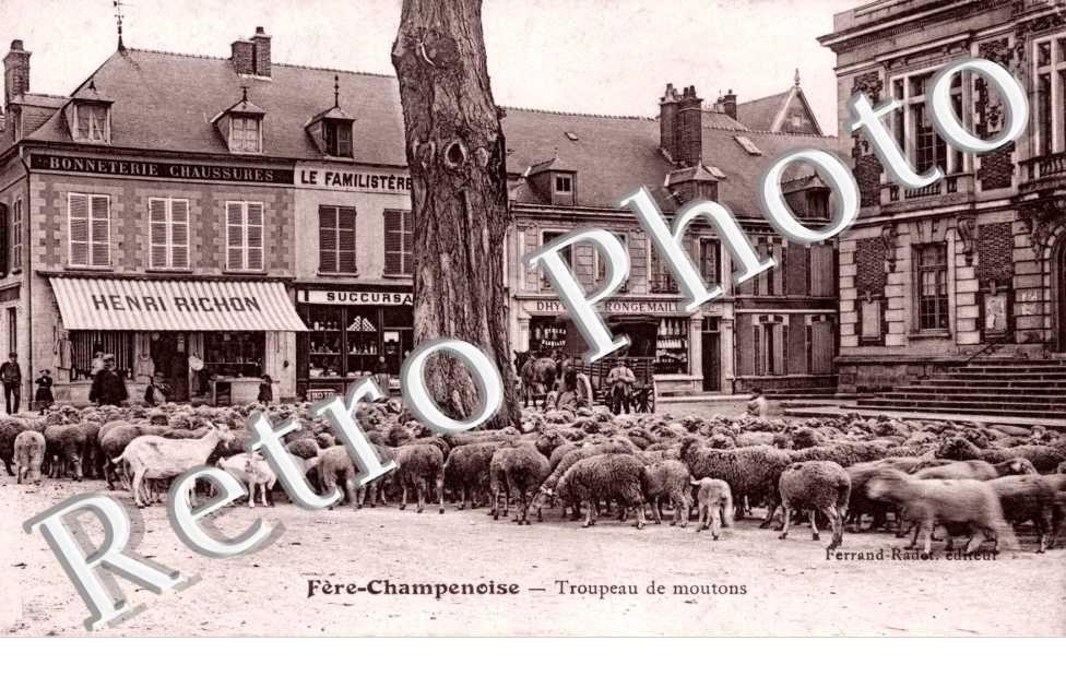 Troupeau de moutons