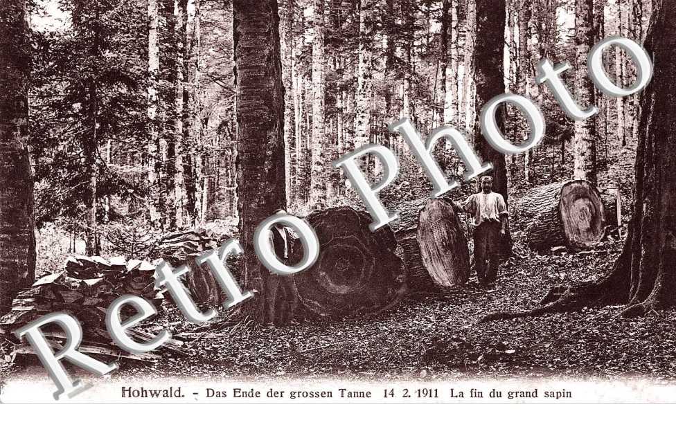 la fin du grand sapin
