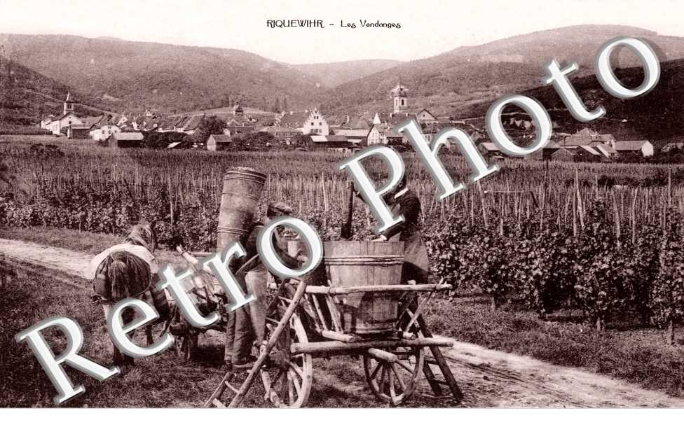 Les vendanges