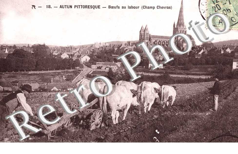 BOEUFS AU LABOUR