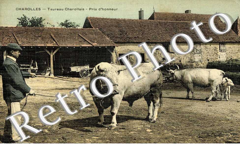 TAUREAU CHAROLLAIS - Prix d&#039;honneur