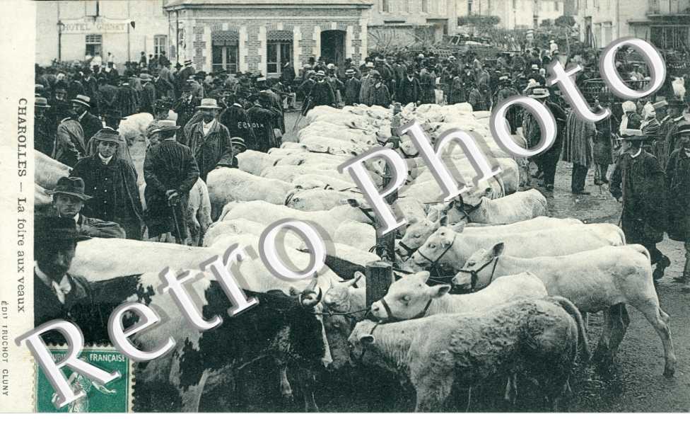 Foire aux veaux  - betail
