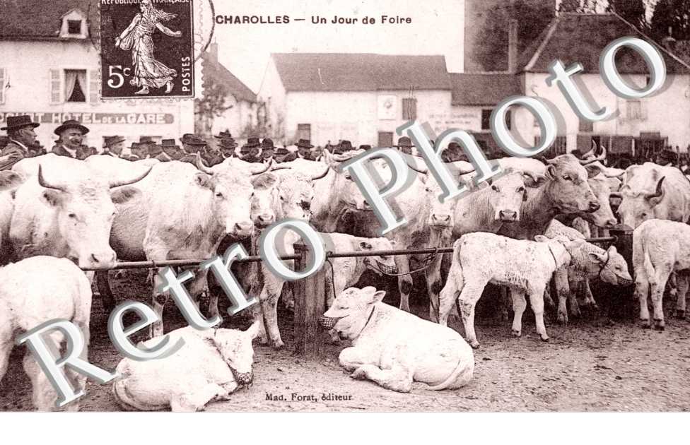 Un jour de foire - betail