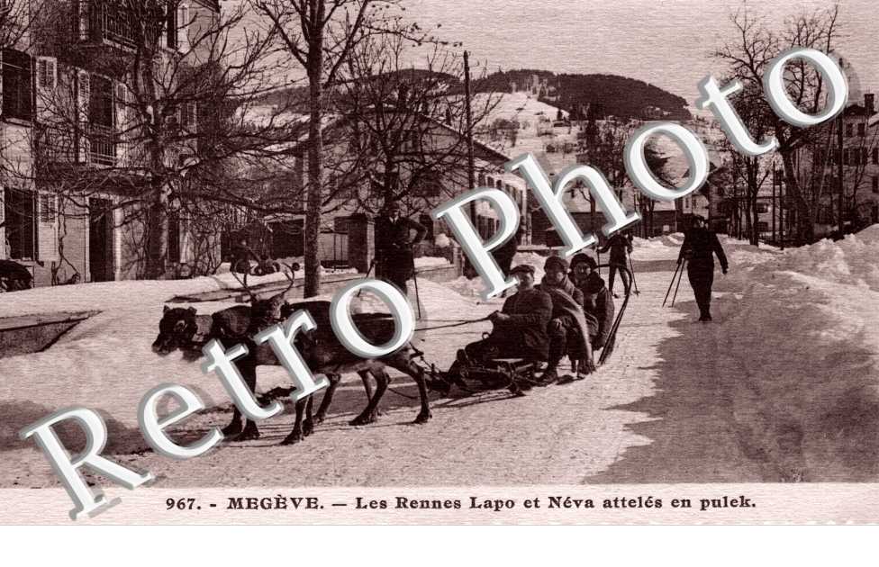 Les Rennes Lapo et Neva atteles en Pulck
