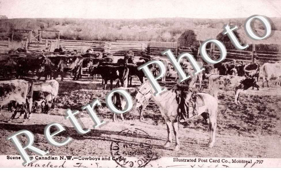 Coboys and Cattle
