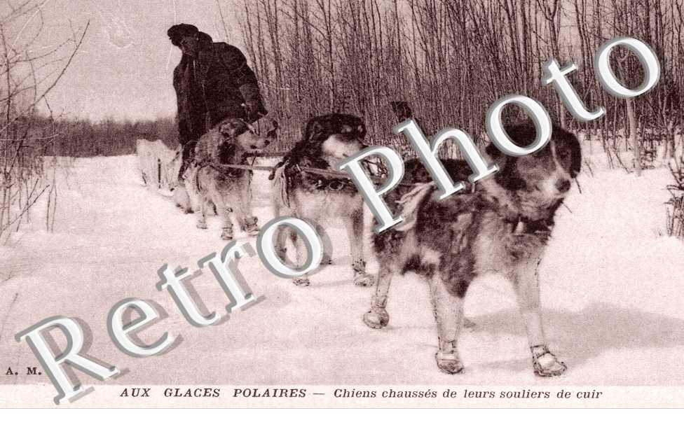 Aux glaces polaires, Chiens chausses de leurs souliers de cuir
